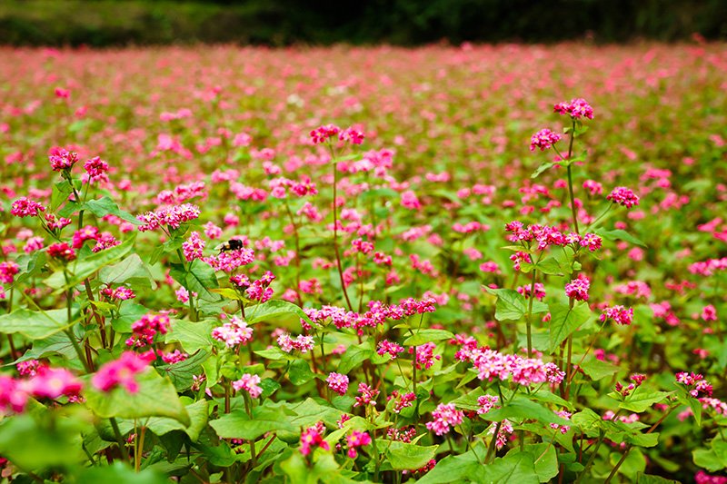 En période de pleine floraison, grâce à quelques améliorations, la variété Takane Ruby 2011 peut s’incliner pour résister aux typhons, typiques de la saison.