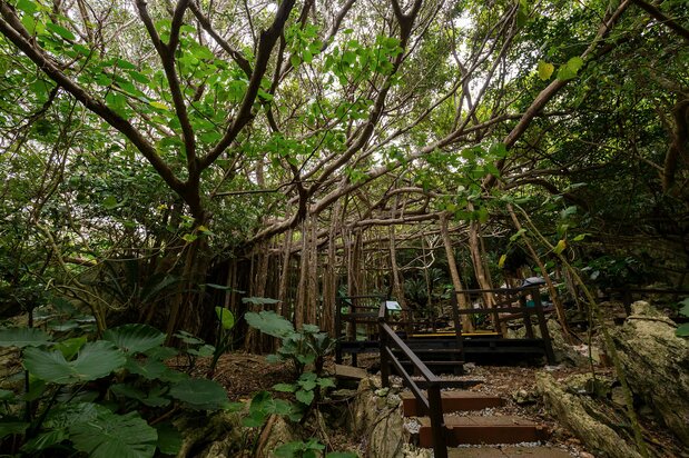 The Banyan of Worship stands near the ticket office.