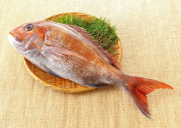Madai red sea bream. (© Pixta)