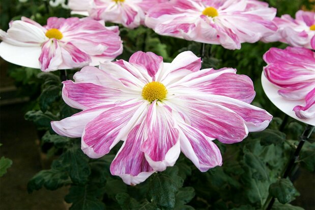 Ichimon, de larges fleurs plates avec plusieurs dizaines de pétales en forme de barque, souvent appelées gomonshô-giku pour leur ressemblance avec l’emblème de la famille impériale.