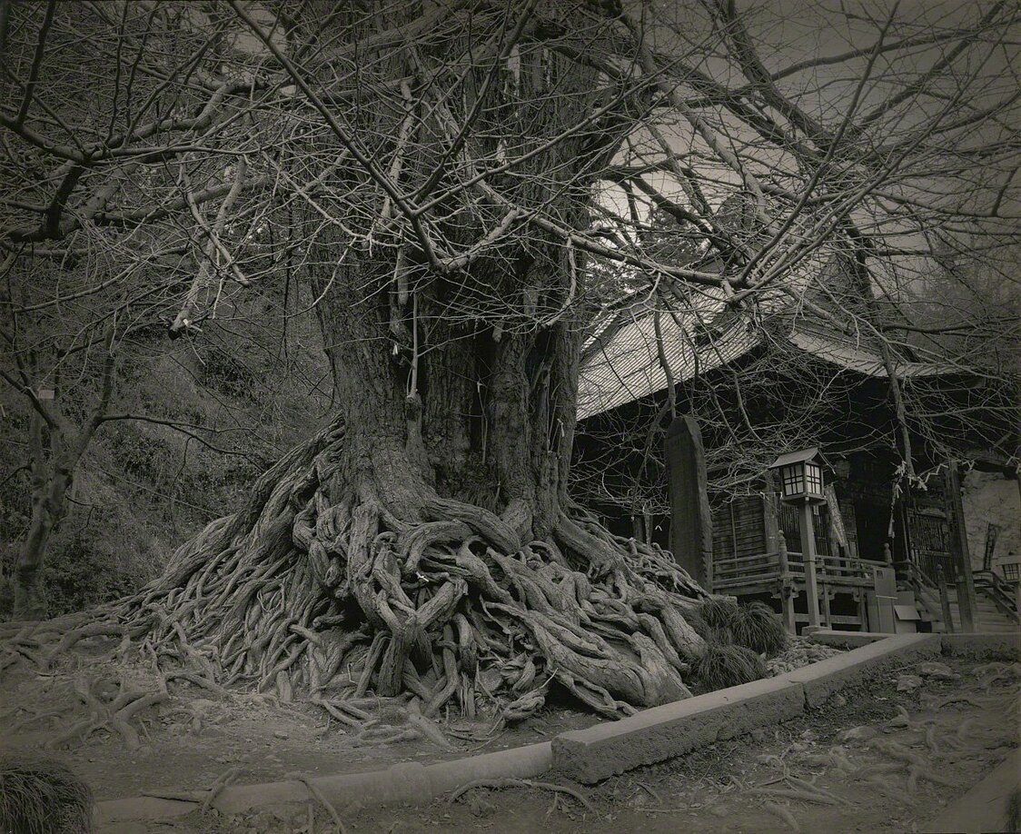 Depictions of Eros and Thanatos: Sacred Trees of Shintō Shrines Through the Lens of Ōsaka Hiroshi