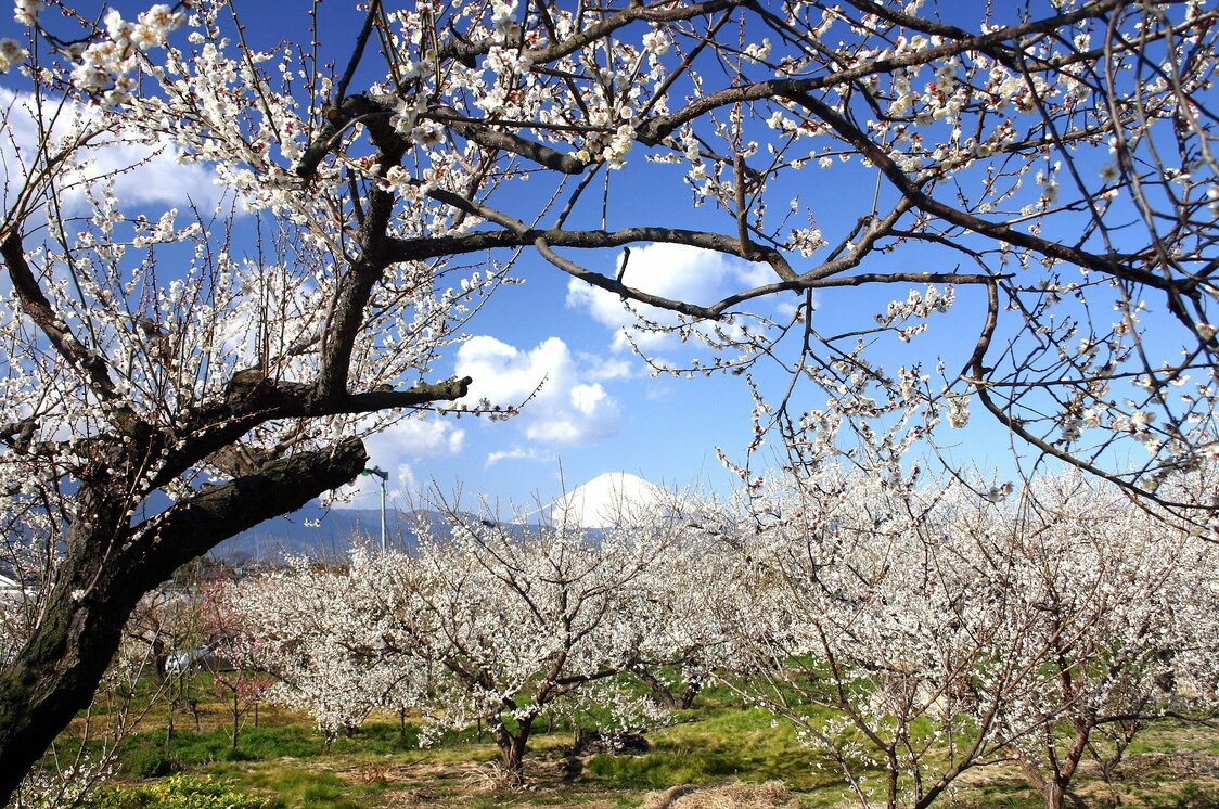 Un campo de albaricoques ume en la ciudad de Odawara. (Asociación de Turismo de la prefectura de Kanagawa)