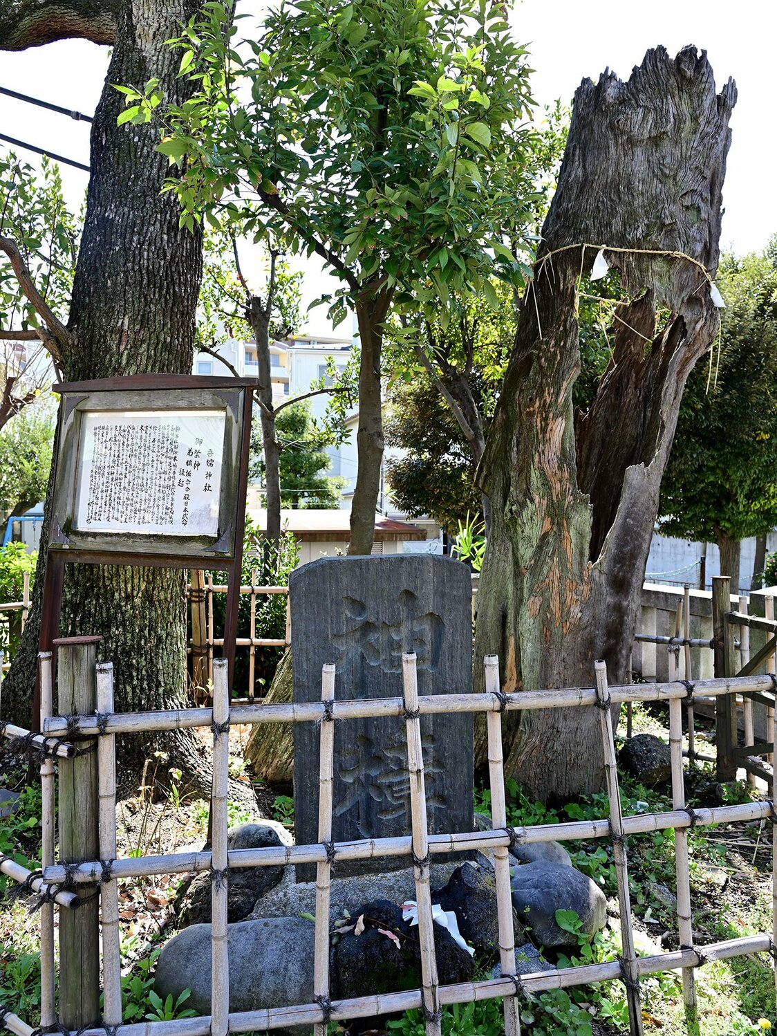 社殿の右手には連理の樟の根元が残り、石碑には「神樟」と彫られている