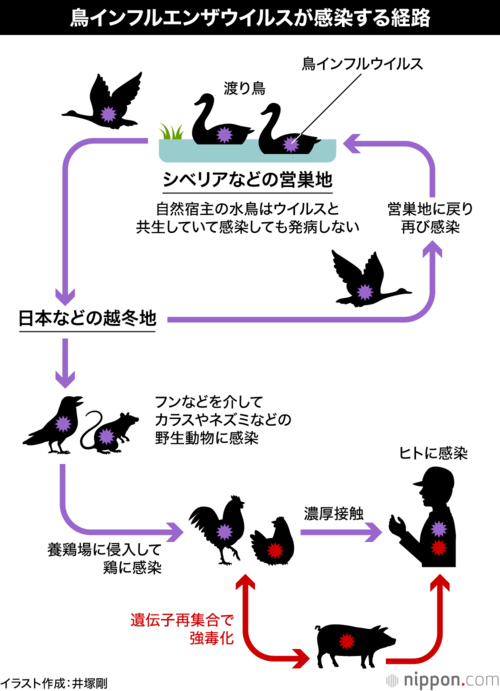 鳥インフルエンザウイルスが感染する経路
