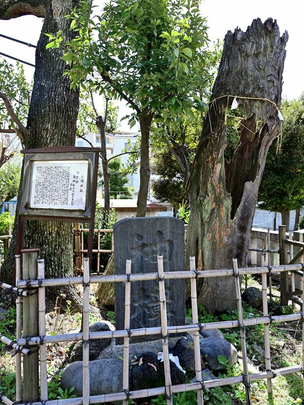 社殿の右手には連理の樟の根元が残り、石碑には「神樟」と彫られている