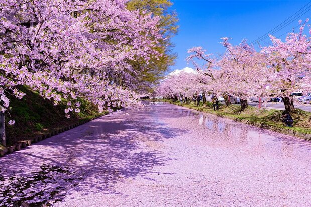 Hanaikada on the Hirosaki Castle moat during the cherry blossom festival. (© Pixta)