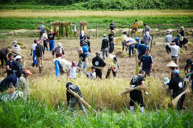 仁井田本家の自社田で稲刈りするイベント「田んぼのがっこう」の参加者たち　写真提供：仁井田本家