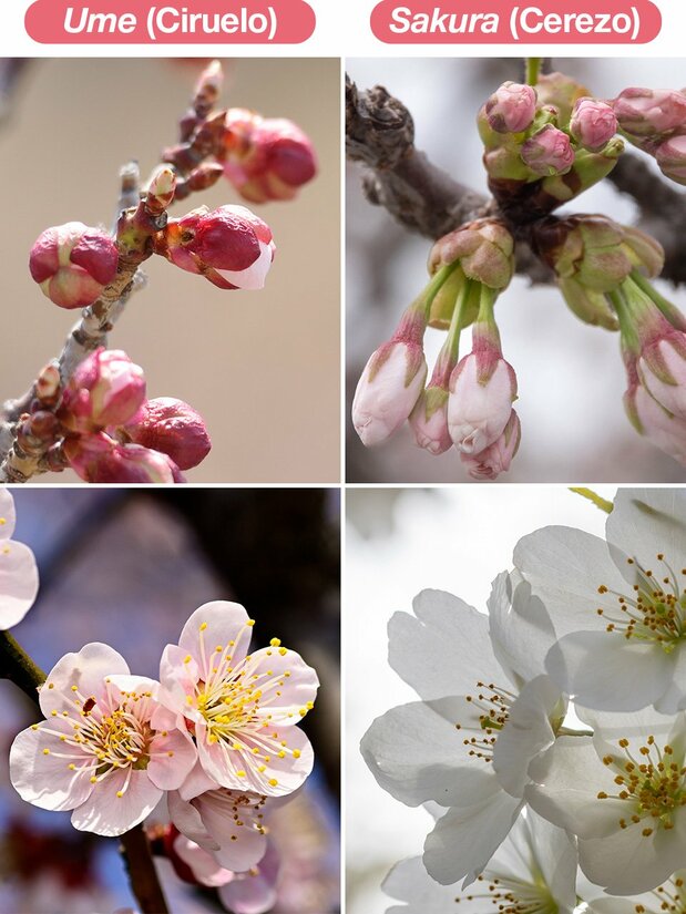 Ume (Ciruelo), Sakura (Cerezo)
