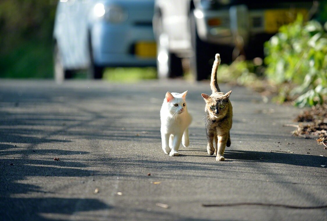 Sabi (right) always leads the way with Shiro (left) following behind.