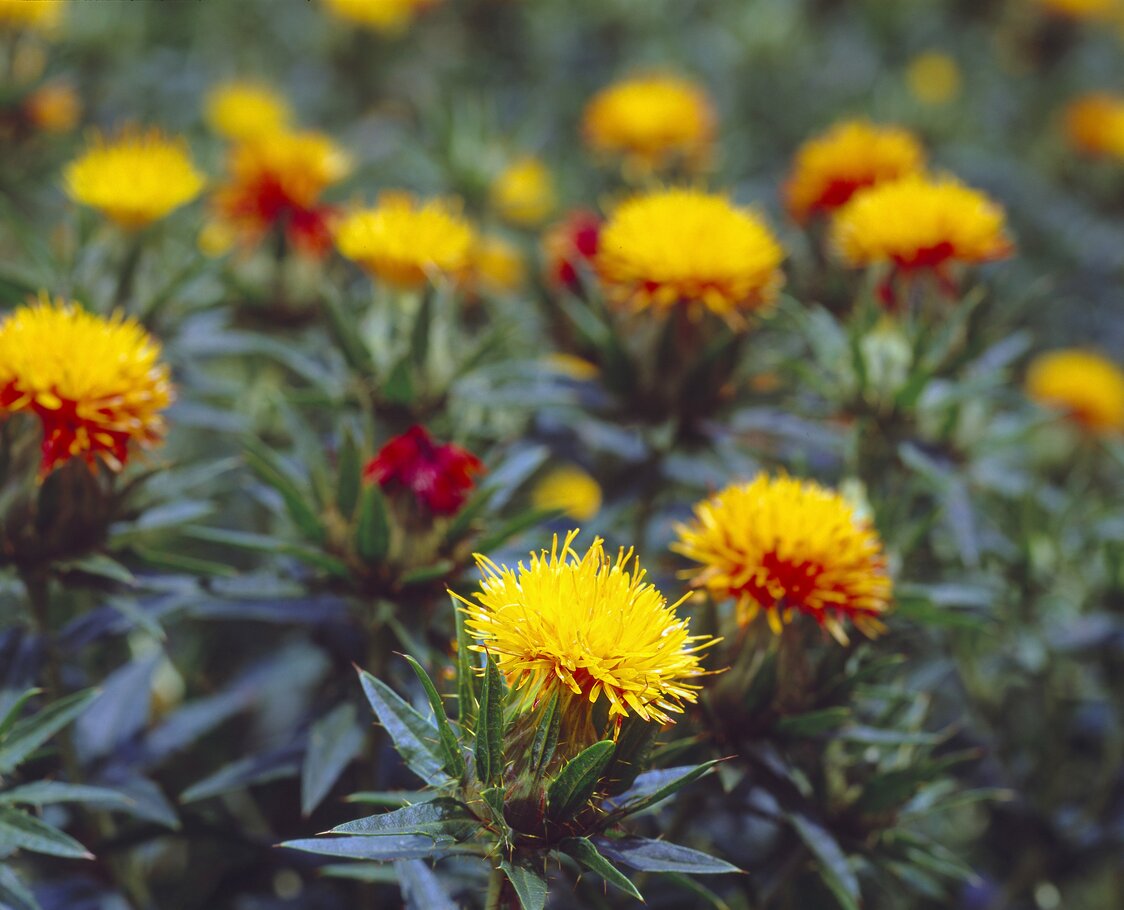 Benibana is the official Yamagata prefectural and municipal flower. The flowers were precious, each producing only a tiny amount of the pigment used to make beni lip coloring. (© Haga Library)
