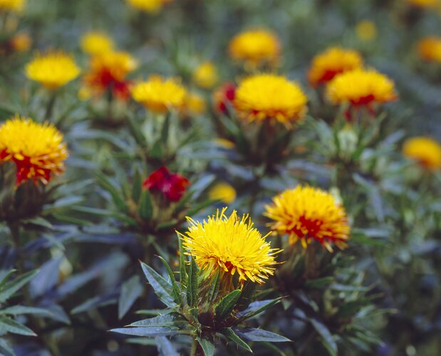 Benibana is the official Yamagata prefectural and municipal flower. The flowers were precious, each producing only a tiny amount of the pigment used to make beni lip coloring. (© Haga Library)