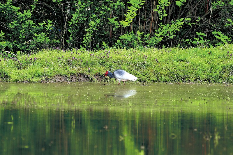 田植え前の水田で餌を探すトキ