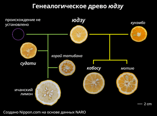 Генеалогическое древо юдзу