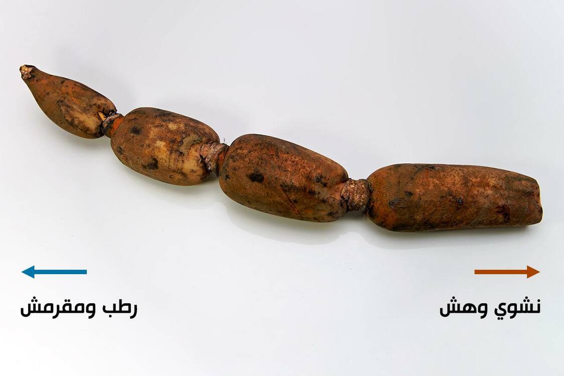 (© بيكستا)