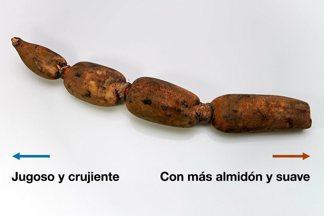 (Pixta)