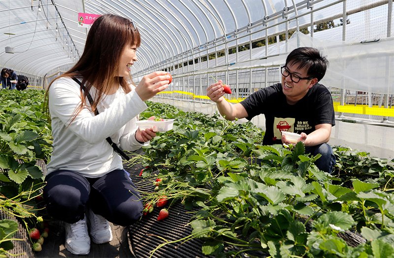 ハウスの中でイチゴを摘むカップル。最盛期には一日1000人の客が農園を訪れるという。