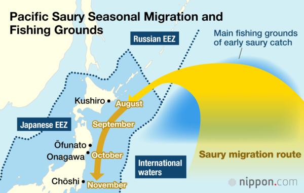 Intensive fishing of saury has increasingly taken place in international waters prior to fish starting their southward migration along Japan’s coastline. Schools have also tended to follow routes further away from Japan.