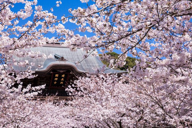 建长寺三门前成排的樱花树