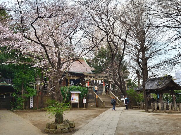 現在の諏方神社境内にも、立派な杉や桜の木が残る