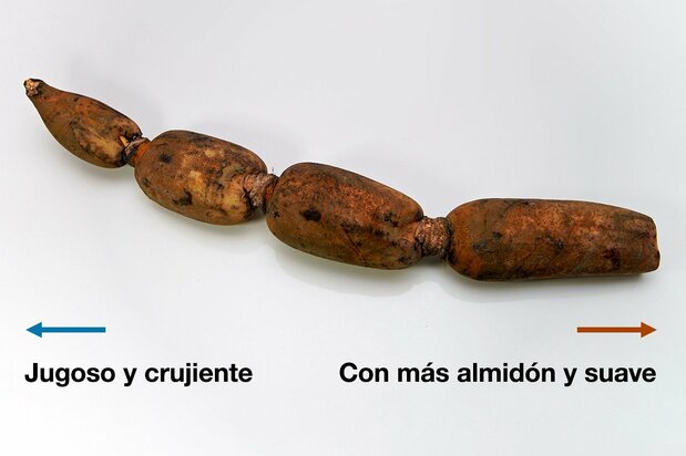Jugoso y crujiente / Con más almidón y suave