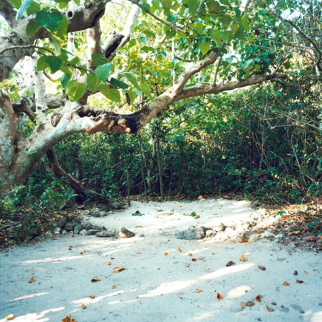 El Utaki es el lugar sagrado de la isla (Taketomi)