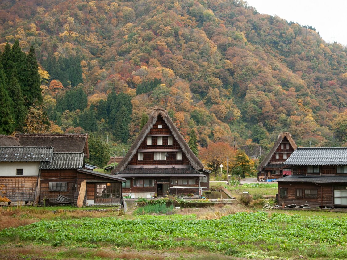 五箇山の合掌造り民家。屋根側面の切妻が広く、大きな窓が作れるので養蚕には最適
