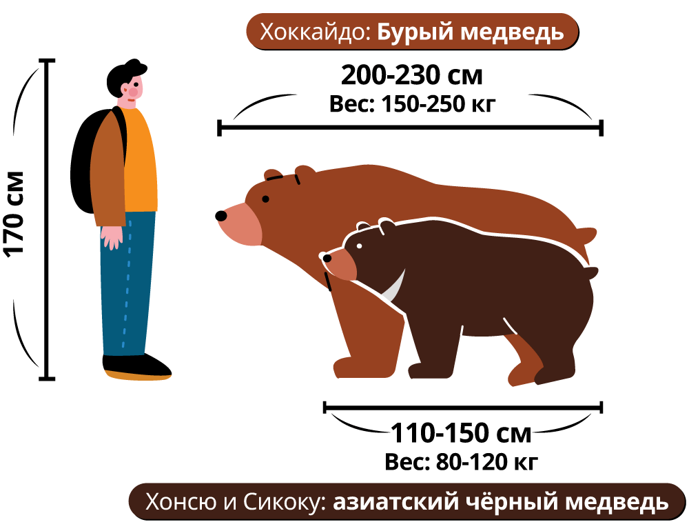 Хоккайдо: Бурый медведь