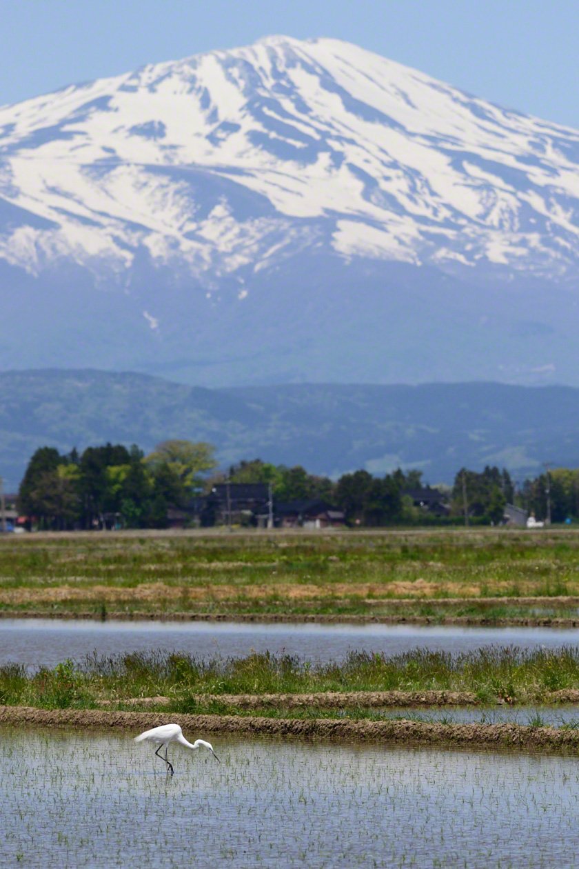 水が張られ田植えが始まった水田で、餌を探すダイサギ