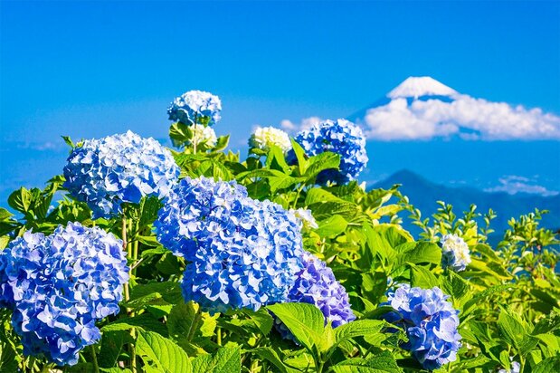 Blue hydrangea flowers growing in acidic soil. (© Pixta)