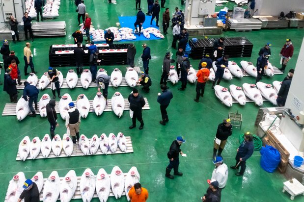 From the walkway, visitors can see rows of frozen tuna arranged on pallets for the daily tuna auction, which begins around 5:30 am. It is recommended that those who want to see an auction get there early (taking a taxi before the Yurikamome line begins running is one option), as the tuna get snapped up quickly once the bidding starts.