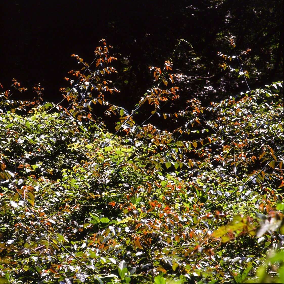 Liane appelée Uncaria rhynchophyllia