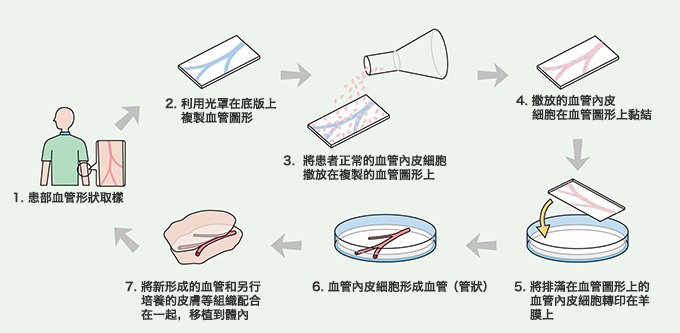 立體毛細血管的再造過程
