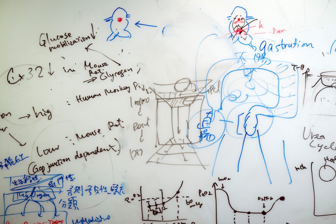 臓器は“つながり”の中で生きる：iPS細胞から作るオルガノイド研究の最前線