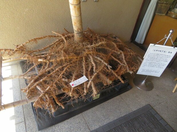 Un système de rhizomes de bambou môsôchiku exposé au parc de bambou de Kyoto. Tout comme les pousses, les rhizomes sont segmentés