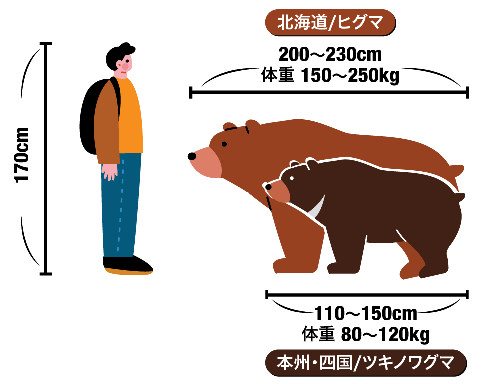 クマ被害の急増 専門家に聞く：「もはや災害級。個体数の削減に全力を」