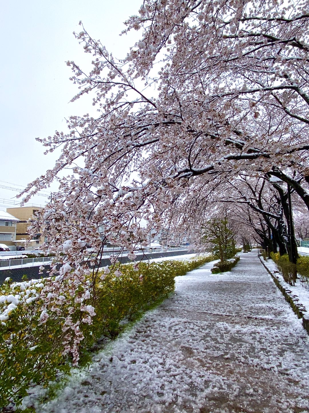【美图集】樱花烂漫时，东京下了场雪