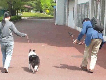 センサーを使って、犬の歩き方を計測。