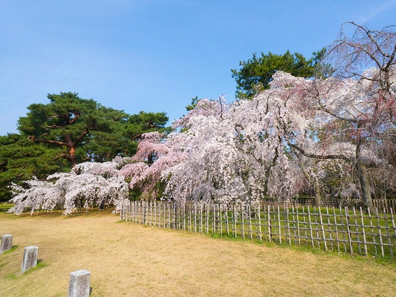 La plena floración de los cerezos itozakura en el parque imperial de Kioto anuncia la llegada de la primavera.