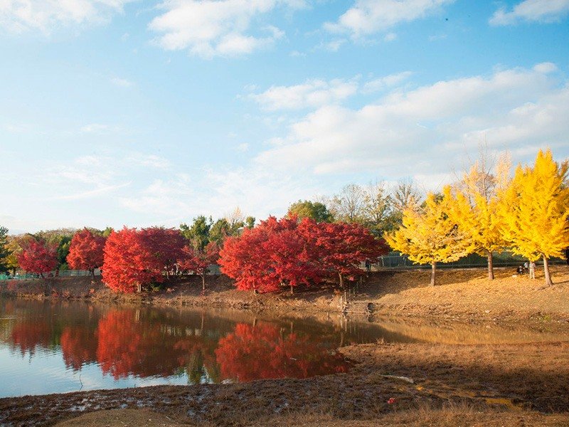 Contraste de rouge et de jaune autour du pavillon du Grand Bouddha