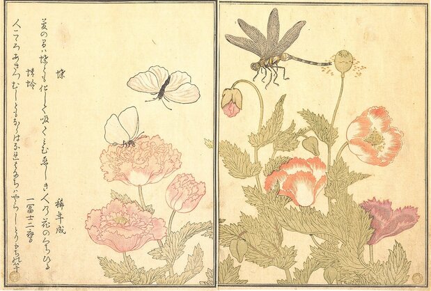 宿屋饭盛编、喜多川歌麿绘《画本虫撰》,彩印狂歌画册,1788年出版。出版商:茑重(藏于大都会艺术博物馆)