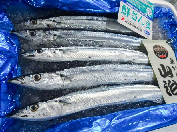 不漁を反映して、昨年よりも1か月以上遅れて豊洲市場に初入荷した小ぶりなサンマ 写真:市場関係者提供