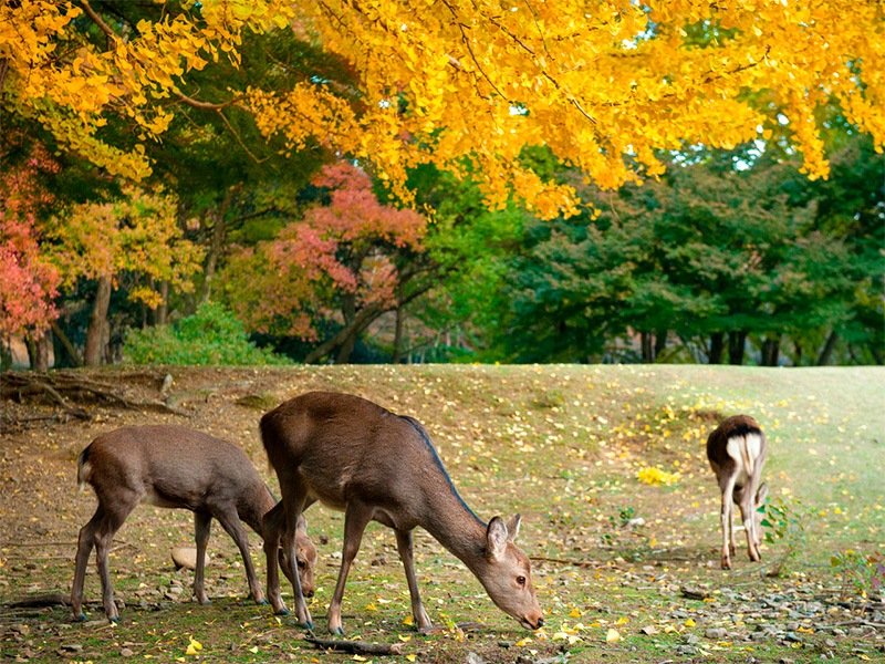 Les feuillages d’automne et les célèbres daims du parc de Nara