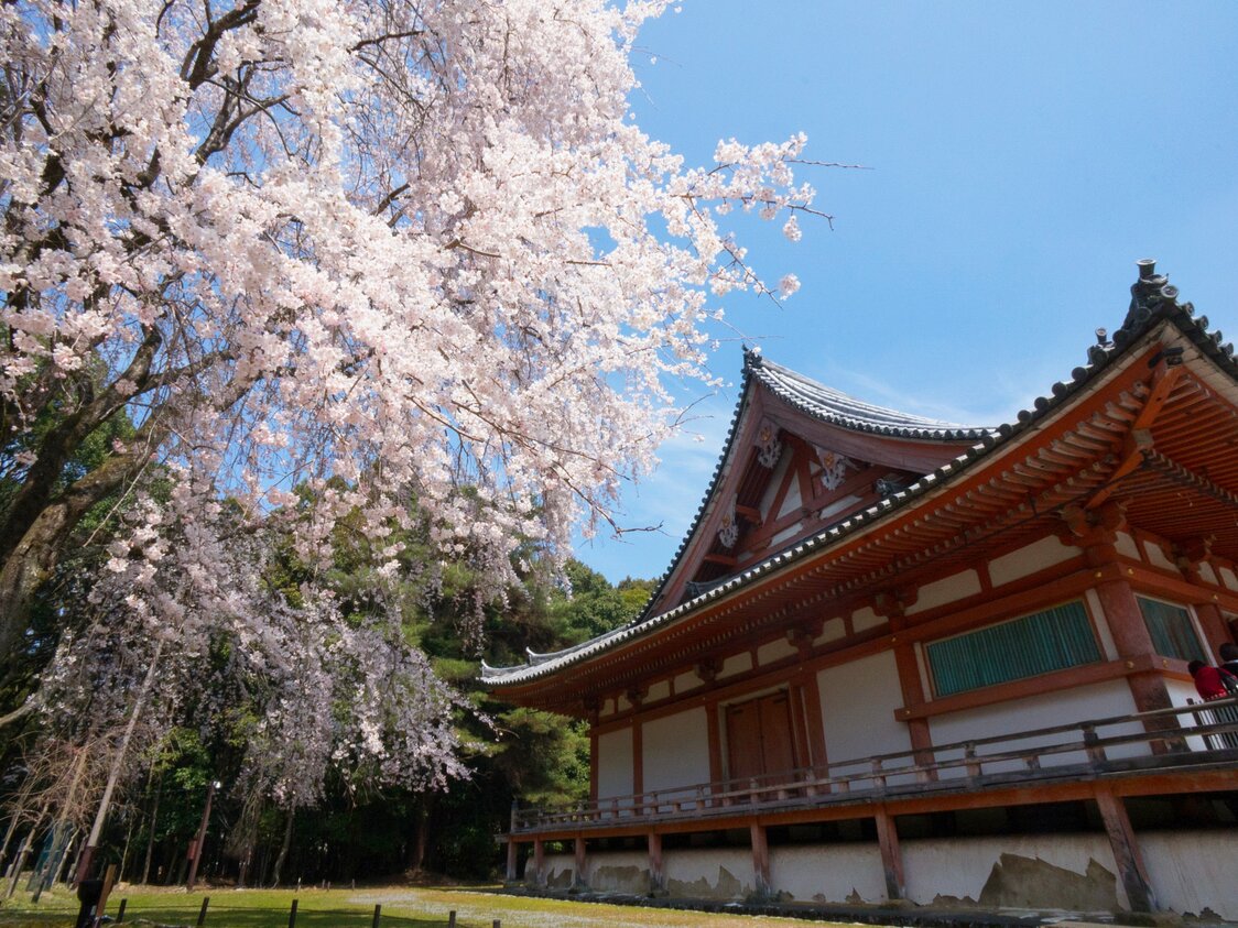 The temple Daigoji, a registered world heritage site, is one of the most renowned spots in the city to take in the beauty of the blossoms.