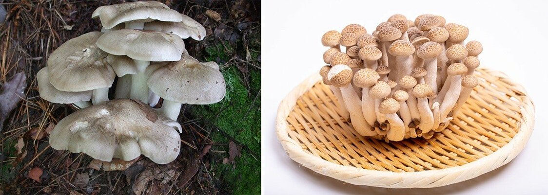 Champignons hon-shimeji (à gauche) et buna-shimeji