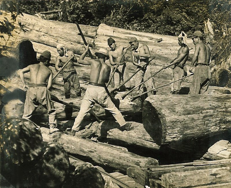 1945～1955年间，伐木工在小杉谷将伐倒的屋久杉集拢起来（图片提供：林野厅屋久岛森林生态系统保护中心）