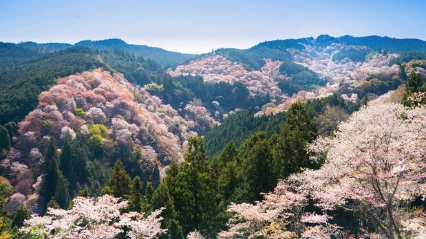 密集して咲く桜は、まさに一目千本