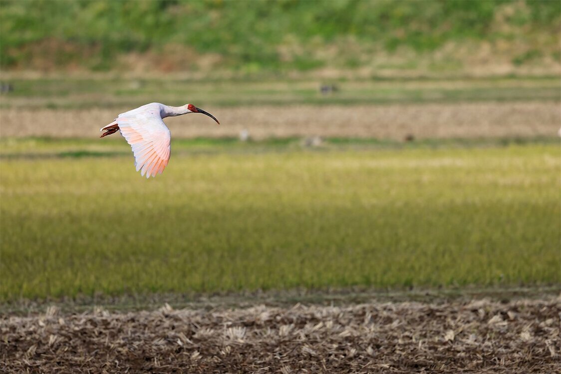 A crested ibis in flight. (© Pixta)
