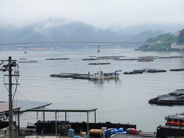 愛媛縣宇和島市位處內灣，非常適合魚類養殖（筆者攝影）