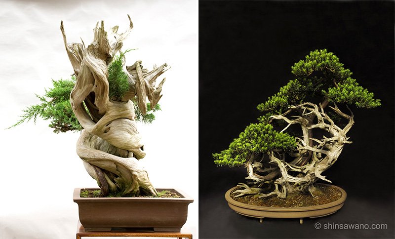 A la izquierda, el bonsái bautizado Kizahashi, un shimpaku (enebro de la China) de la región de Tōhoku, de 95 cm de altura y una edad de más de 1.000 años (fotografía: Sugisaki Miho). A la derecha, el Kaga Ichii, que tiene una altura de un metro (fotografía: Sawano Shin’ichirō).