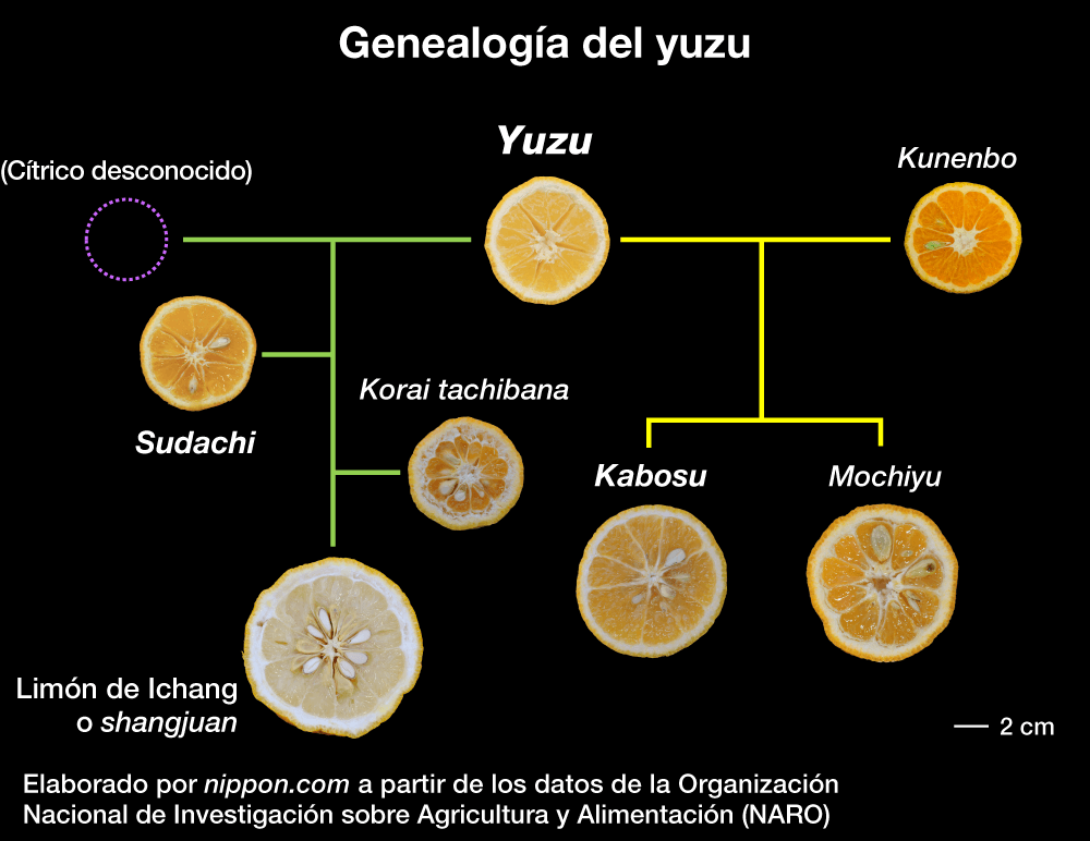 Los cítricos ácidos y su importancia en la gastronomía japonesa 
